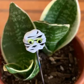 Mummy Plant Stick