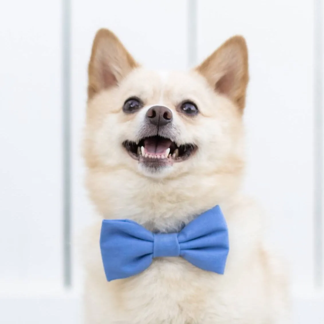 Periwinkle Dog Bow Tie